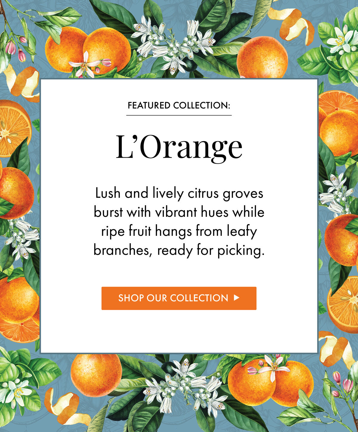 Featured Collection: L'Orange - Lush and lively citrus groves burst with vibrant hues while ripe fruit hangs from leafy branches, ready for picking. - Shop Our Collection