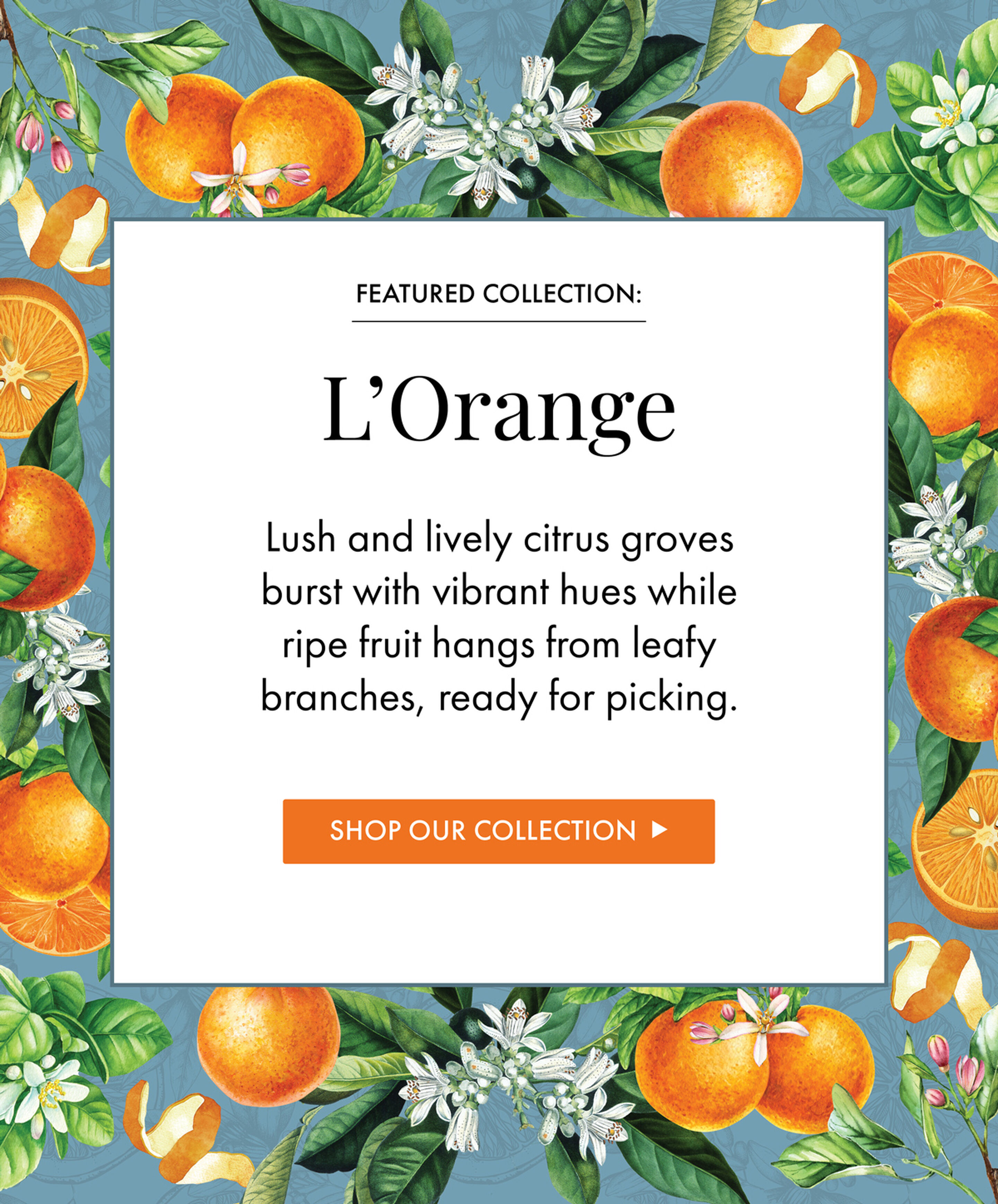 Featured Collection: L'Orange - Lush and lively citrus groves burst with vibrant hues while ripe fruit hangs from leafy branches, ready for picking. - Shop Our Collection