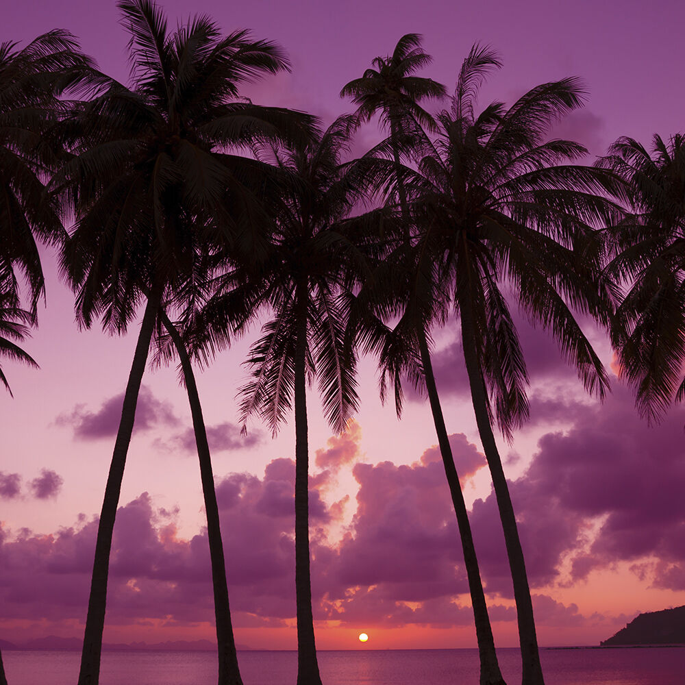 Palm Beach Candle Collection Village Candle Stonewall Kitchen