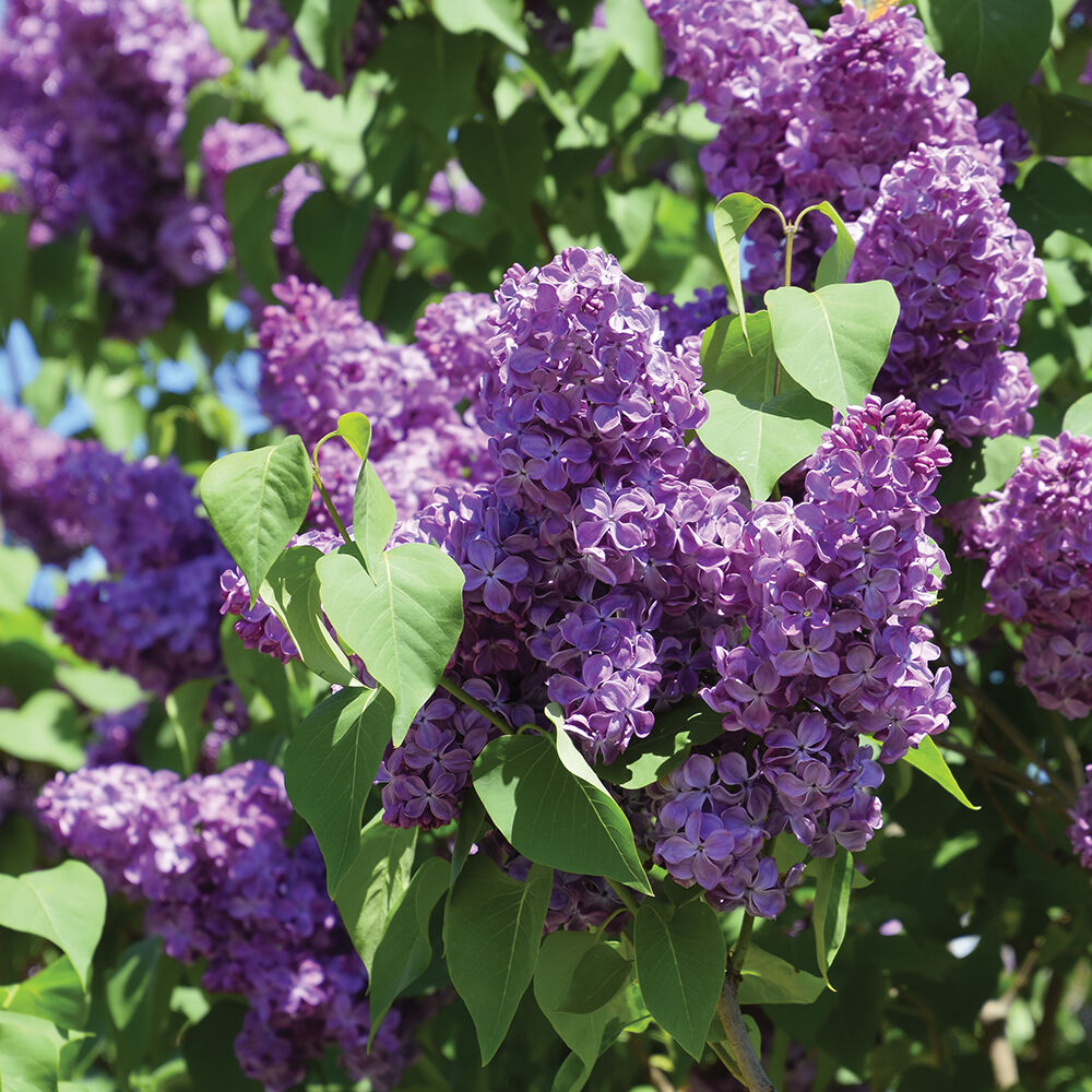 Spring Lilac Fragrance Family image number 2