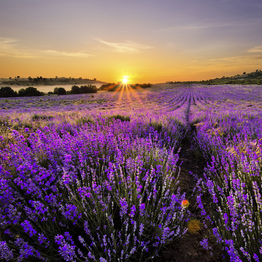 Lavender Candle Stonewall Kitchen