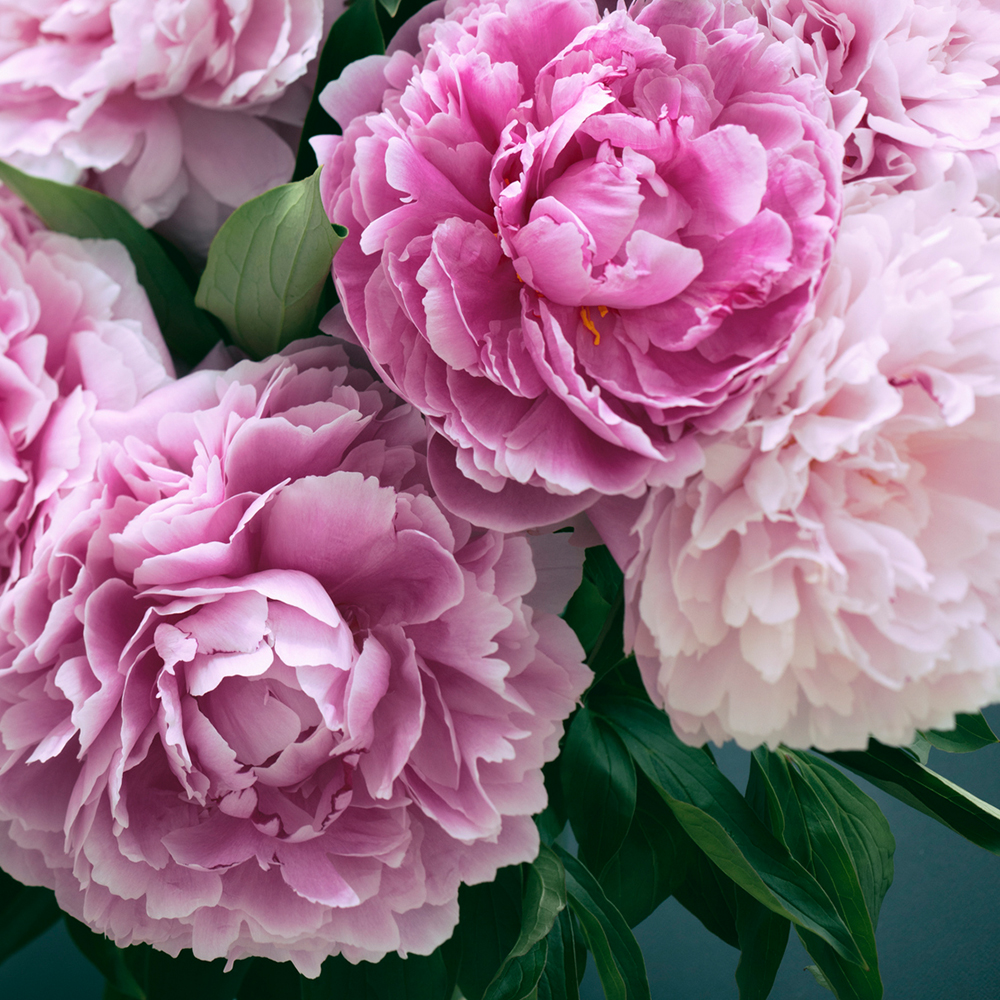 Fresh Cut Peony Candle - Stonewall Kitchen