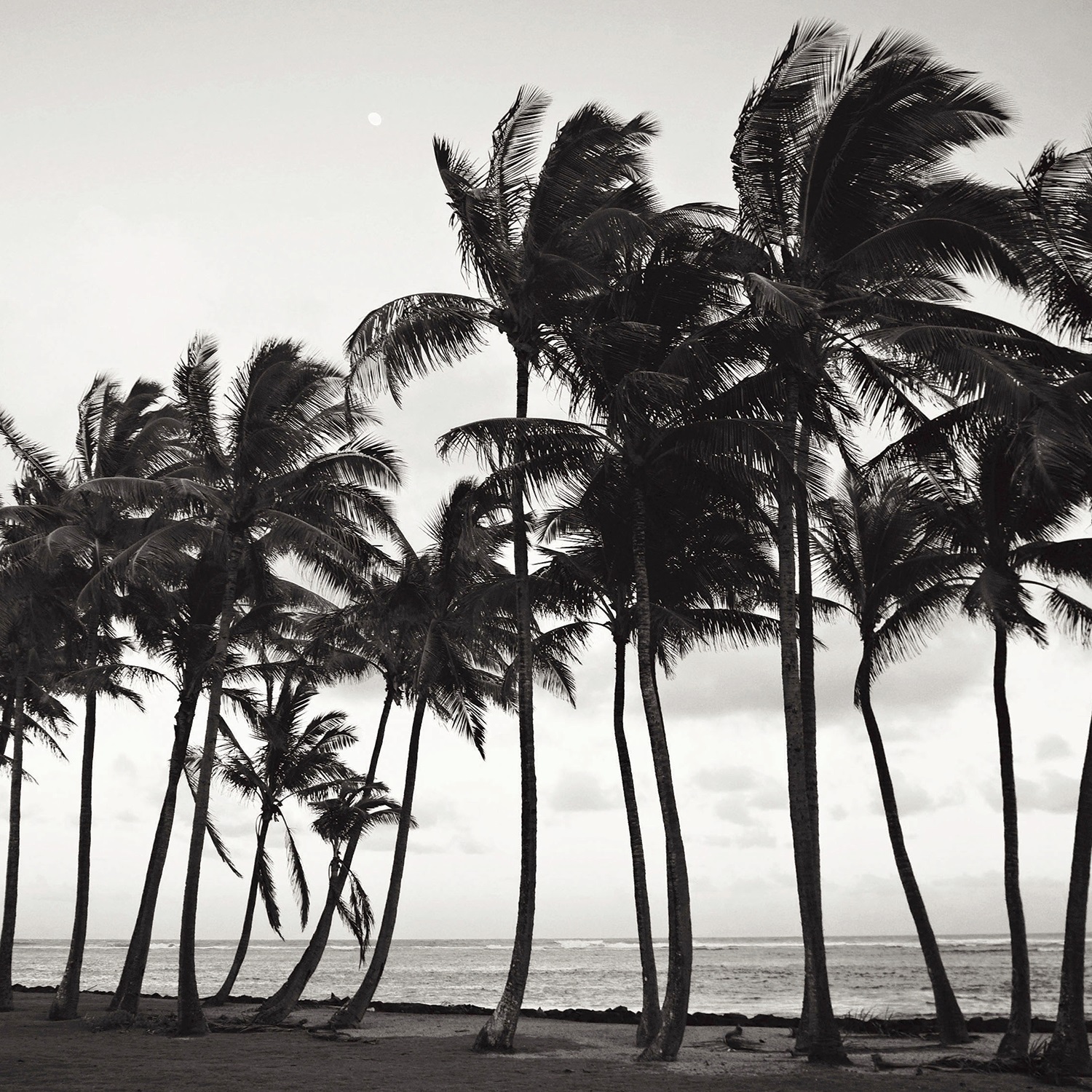 Pacific Wind